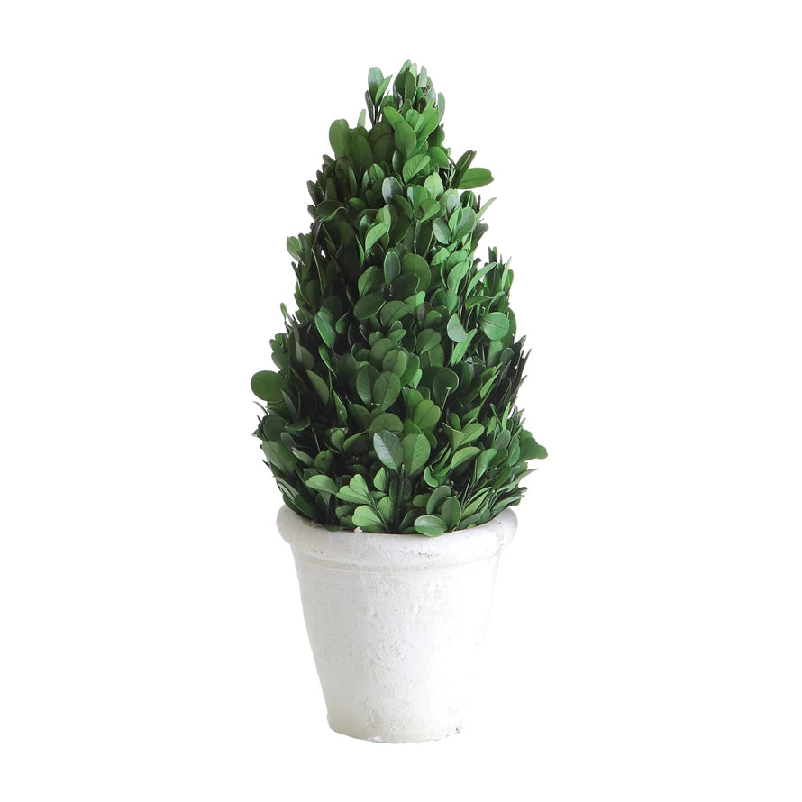 Topiary in White Clay Pot